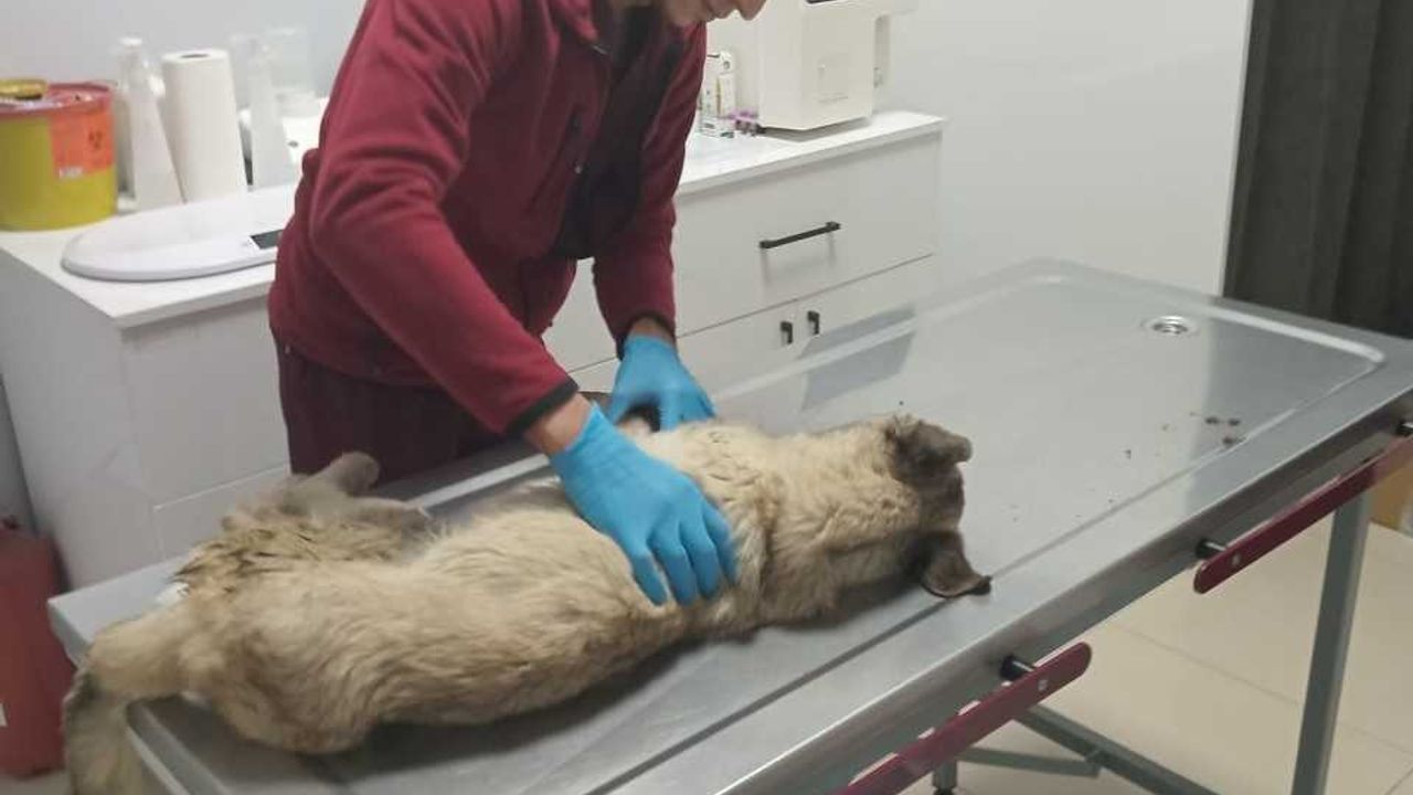 Şanlıurfa'da depremzede hayvanlara tedavi