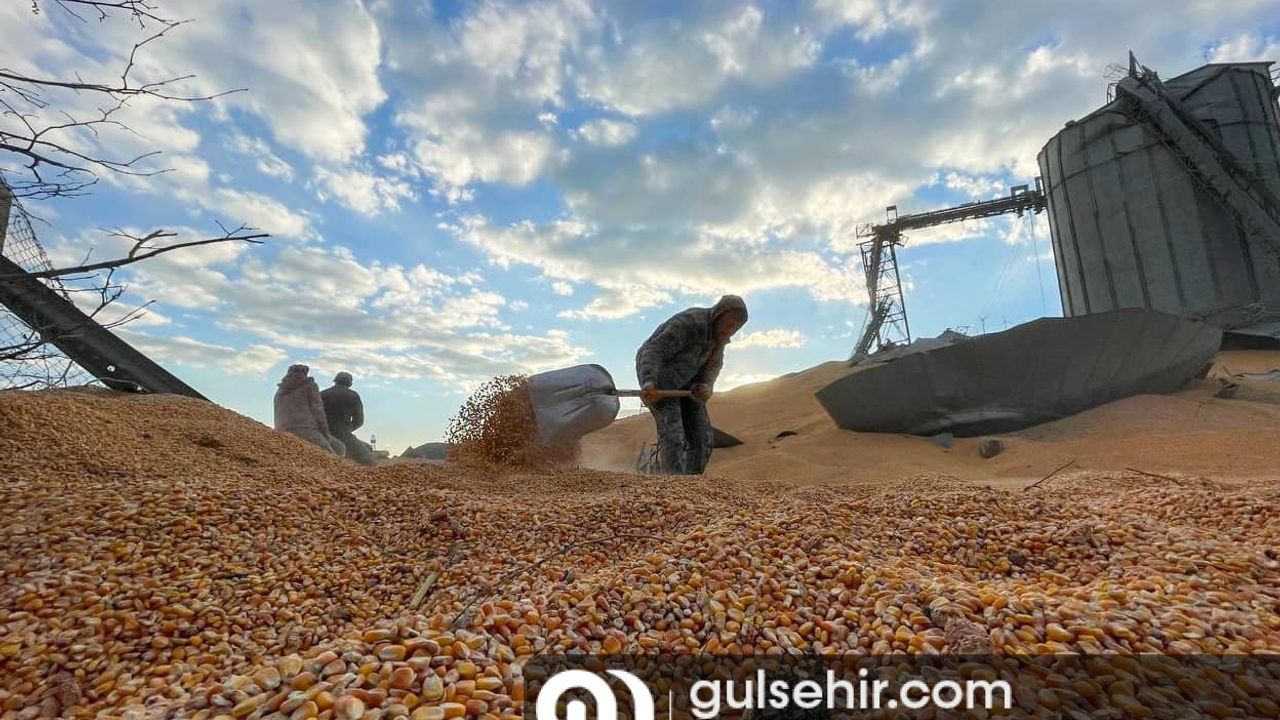 Nurdağı'nda tonlarca mısır ve buğday depremden etkilendi