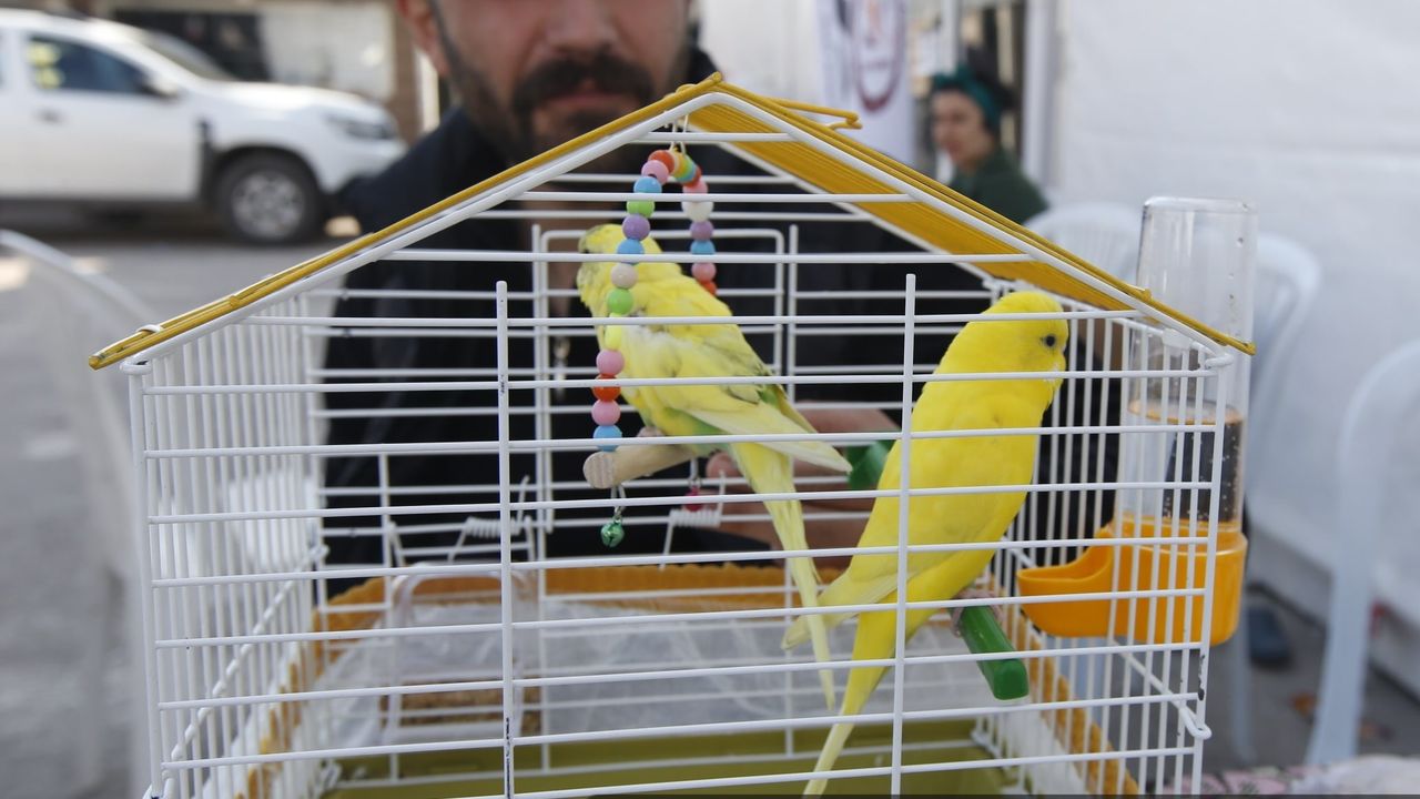 Adıyaman'daki çadır kent evci hayvanları da misafir ediyor