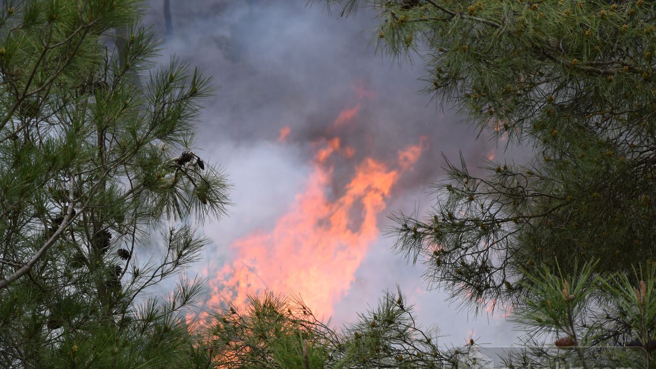 Bilecik'te korkunç orman yangını