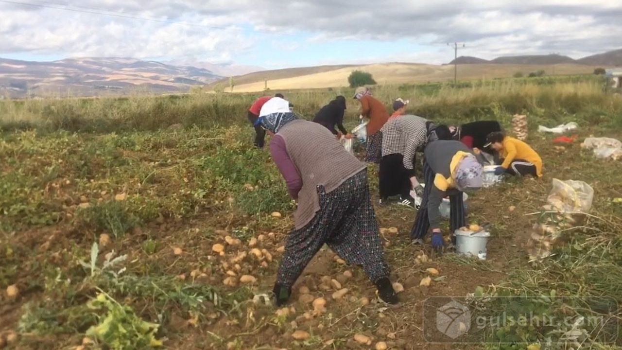 ''Erzincan’da patates hasadı başladı''