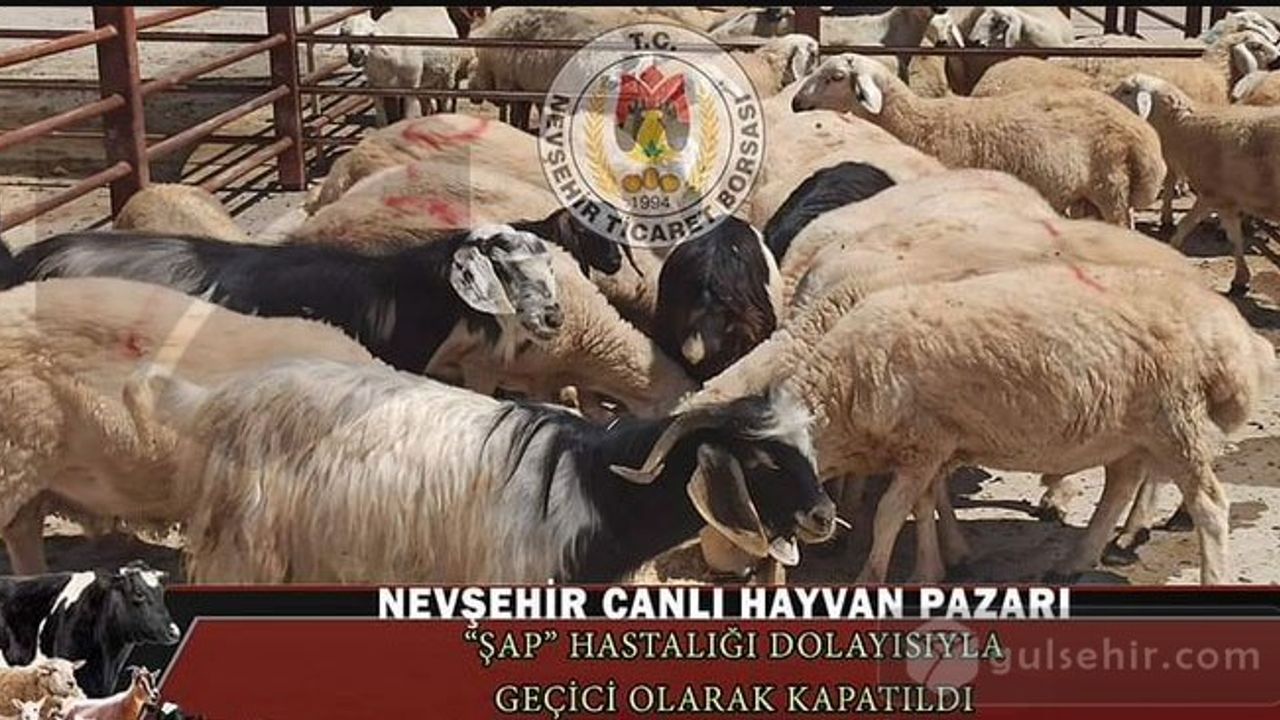 Nevşehir Hayvan Pazarı, Şap Nedeniyle Geçici Olarak Kapatıldı: Ticaret Borsası Alarma Geçti!