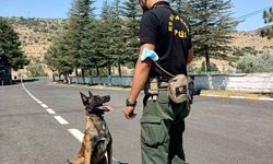 Bombacı köpek Bozo, Dünya Kupası'nda görevlendirildi