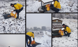 Yiyecek bulamayan sokak hayvanlarına Nevşehir Belediyesi sahip çıkıyor