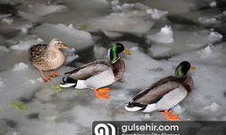 Başkent'in Kuğulu Park havuzu buz tuttu