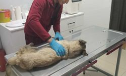 Şanlıurfa'da depremzede hayvanlara tedavi