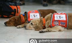 Deprem kahramanları: Arama kurtarma köpekleri