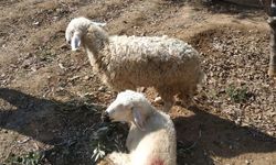İki koyun depremin 17. gününde ahırın enkazından kurtarıldı