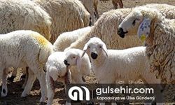 Tarım ve Orman Müdürlüğü: "Koyun ve keçi destekleri askıda"