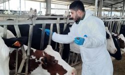 Adana'da hayvanlara şap aşısı yapılıyor
