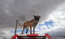 Kurtarma köpeği yarasına rağmen depremzedelere yardım etti