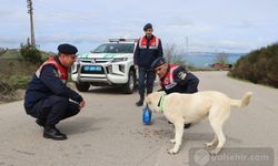 Sinop'ta sokak köpeklerine reflektörlü tasma takıldı