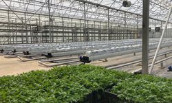 Kozaklı'da hydroponic tarım yapılıyor