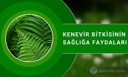 Kenevir Bitkisinin Sağlığa Faydaları