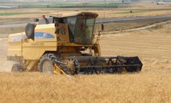 Buğdaylar Yetişiyor Atıl Alan Kullanıma Kazandırılıyor