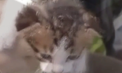 Yavru Kedi Sıkıştığı Su Borusundan Kurtarıldı