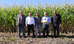 Sivas'ta yapılan silajlık mısır hasadında yüksek rekolte bekleniyor