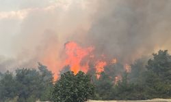 Bursa Valisi" Ormanda çıkan yangına yoğun müdahale sürüyor"
