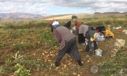 ''Erzincan’da patates hasadı başladı''