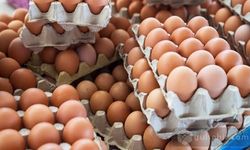 Yumurtaya dev zam: 30'lu yumurta fiyatına tavuklar bişe şaşacak