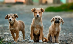 Sokak köpeklerinin yaşam hakkı ve toplumun yaklaşımı