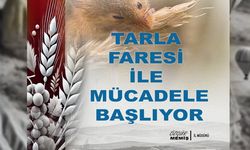 Nevşehir’de Tarla Faresi ile Mücadelede Zehirli Buğday Dağıtımı Başladı!