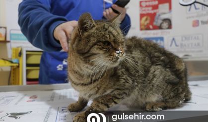 Gaziantep'te 120 saat sonra kurtarılan kedi tedaviye alındı