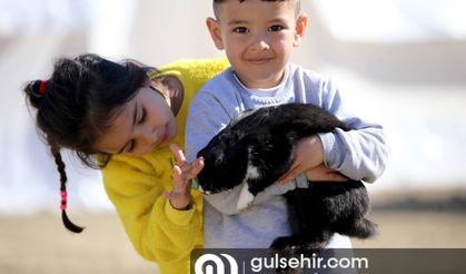 Gaziantep çadır kentteki evcil hayvanlar neşe kaynağı oldu