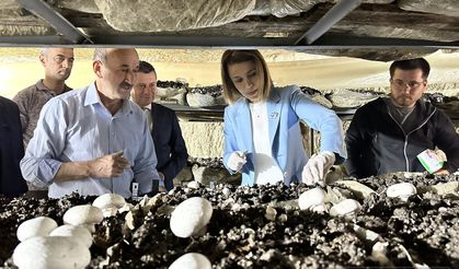 BECEL: Ortahisar mağarada üretilen mantar tesisinde incelemelerde bulundu