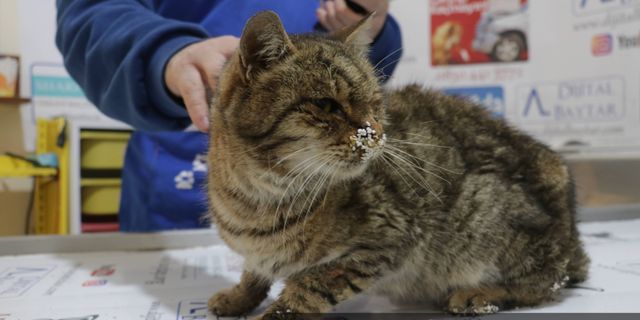 Gaziantep'te 120 saat sonra kurtarılan kedi tedaviye alındı