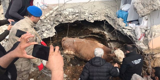 Adıyaman'da öldüğü sanılan inek "Sarıkız" kurtarıldı