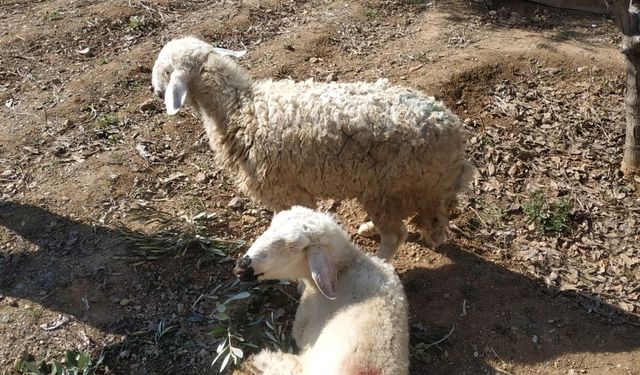 İki koyun depremin 17. gününde ahırın enkazından kurtarıldı