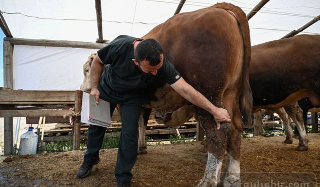 Hayvan pazarında fiyatlar ek yakıyor! Kıyasıya pazarlık var