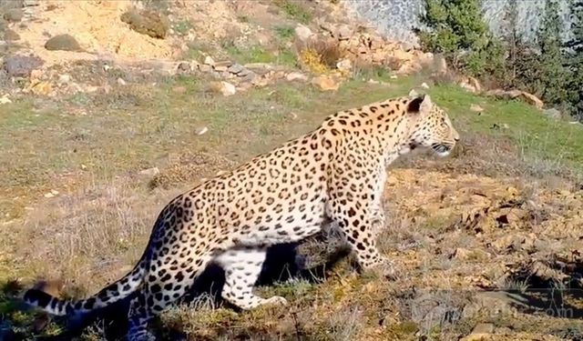 Anadolu leoparı 2019'dan sonra ilk kez görüntülendi