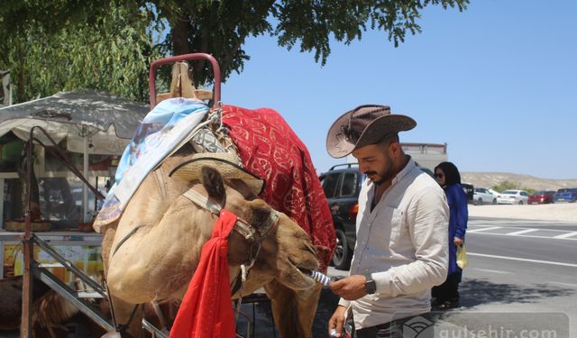 Sıcaklar develeri etkiledi: Kapadokya'da böyle serinledi