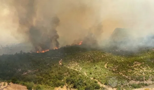 Ali Yerlikaya, Çanakkale orman yangınına katılan araçları açıkladı.