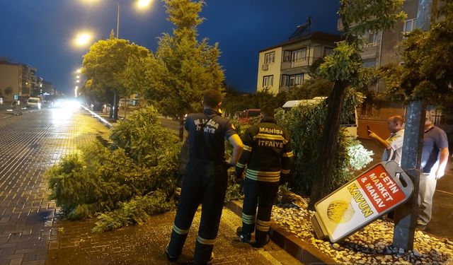 Manisa'da Şiddetli Fırtına Ağaçları Devirdi