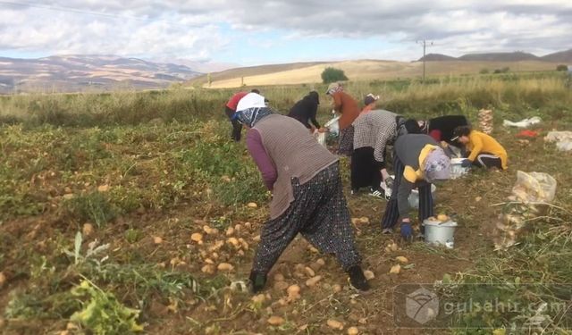 ''Erzincan’da patates hasadı başladı''