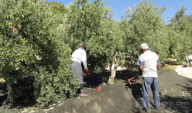 Mersin’de: ''Yılın İlk Sofralık Zeytin Hasadı Başladı''