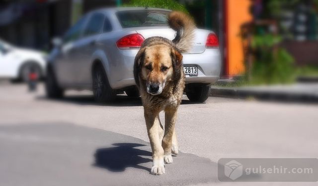 Çankırı'da Başıboş Köpek Saldırısı:''10 Yaşındaki Çocuk Yaralandı''