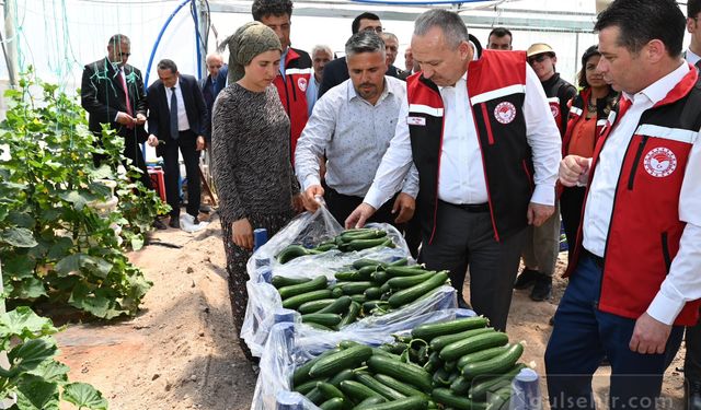 Vali Ali Fidan Seraları ziyaret ederek çiftçilerle hasat yaptı!