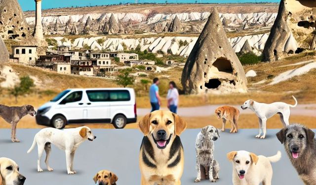 Kapadokya’da Artan Sokak Köpekleri Turizm Sektörünü Tehdit Ediyor