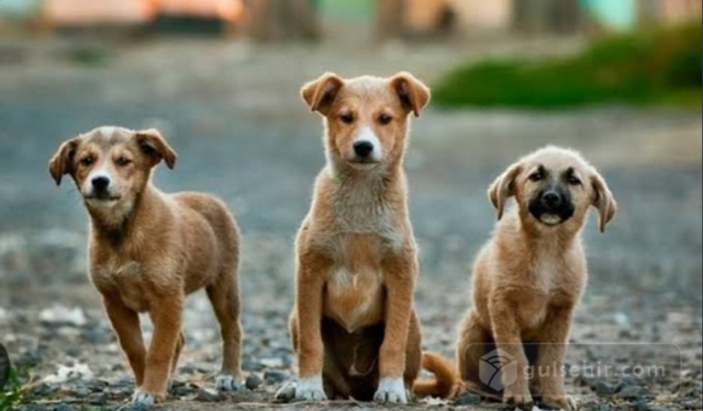 Sokak köpeklerinin yaşam hakkı ve toplumun yaklaşımı