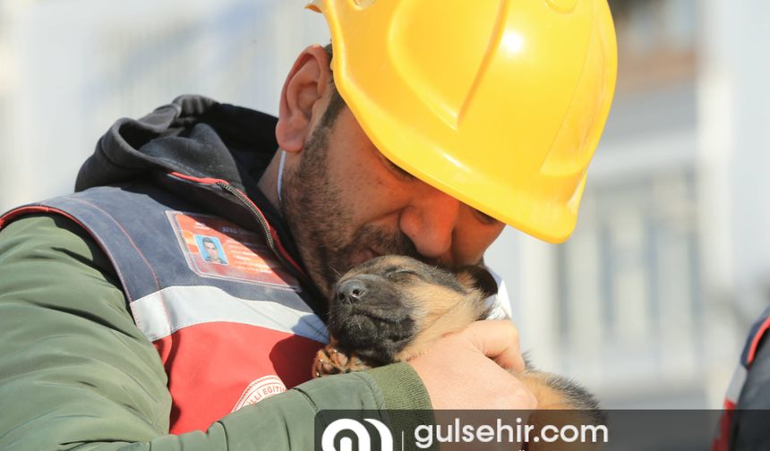Diyarbakır'da enkazdan bir köpek ve 2 yavrusu kurtarıldı
