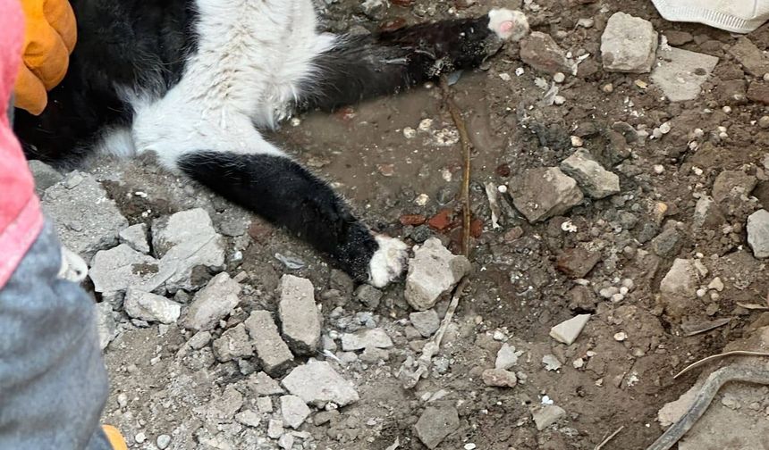 Malatya'da 180 saat sonra bir kedi enkazdan kurtarıldı