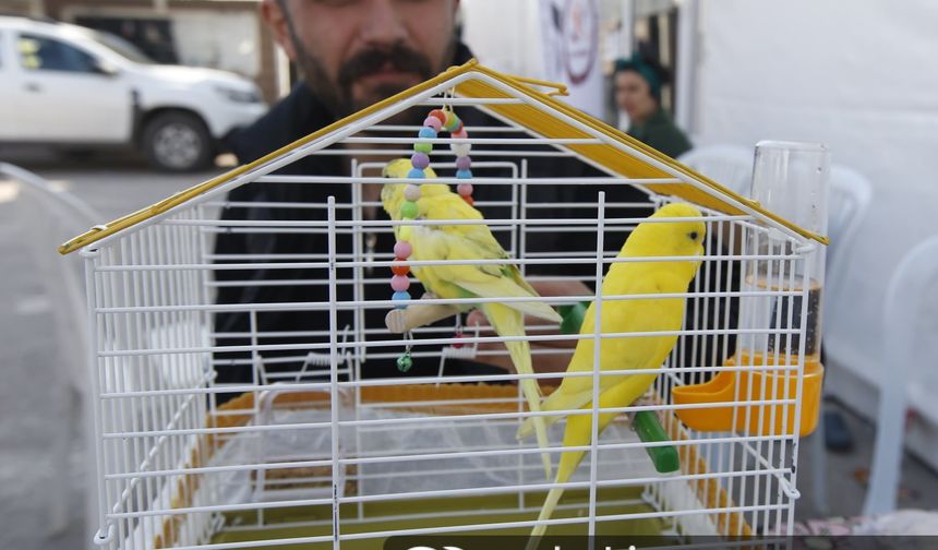 Adıyaman'daki çadır kent evci hayvanları da misafir ediyor