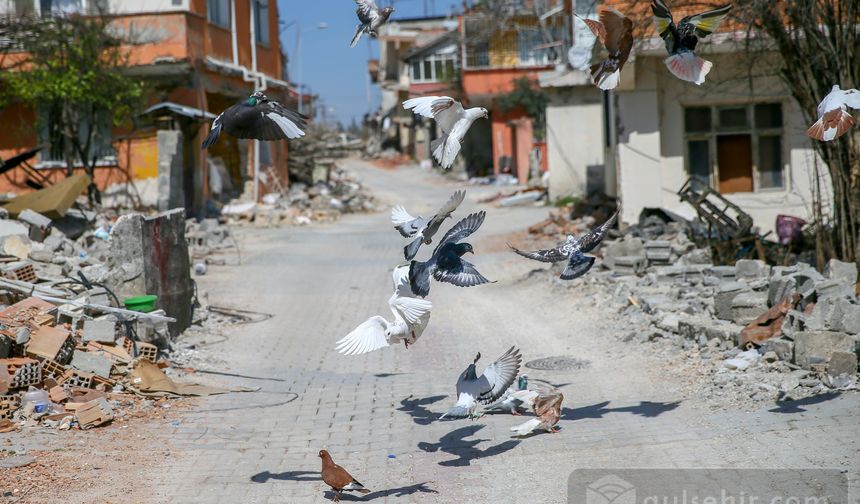 Hatay'da deprem yüzünden yuvasız ve sahipsiz güvercinler