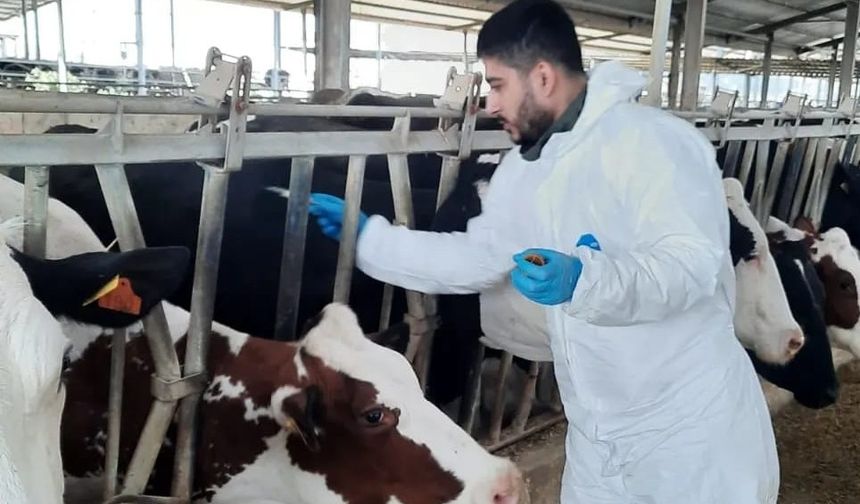 Adana'da hayvanlara şap aşısı yapılıyor