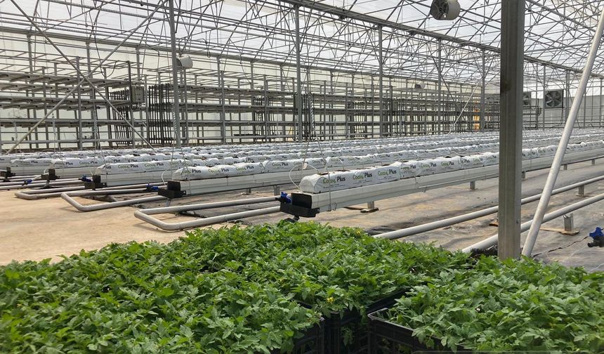 Kozaklı'da hydroponic tarım yapılıyor