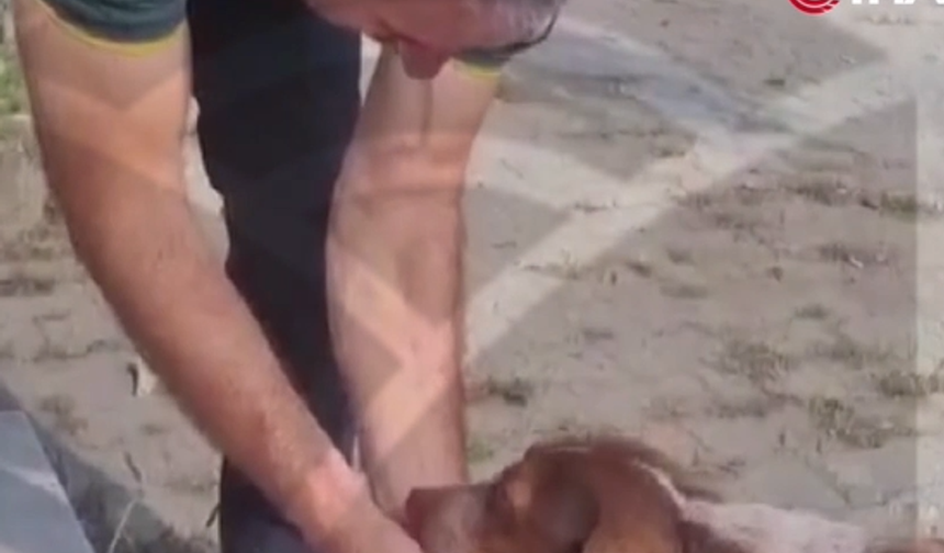 Köpeğe Kendi Elleriyle Su İçirdi